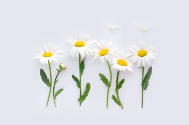 Çiçek arka planı. Beyaz kağıt arkaplanda desenler.