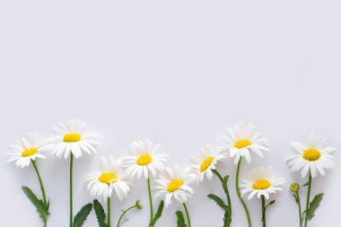 Çiçek arka planı. Beyaz kağıt arkaplanda desenler.