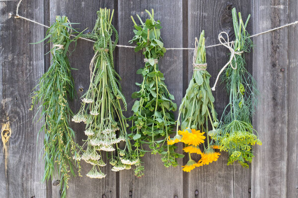 Medicinal herbs hanging and drying on wooden background