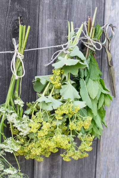 Alchemilla Accrocher Sécher — Photo