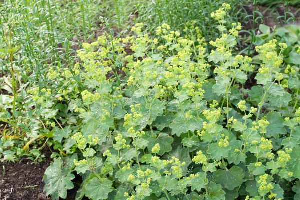 Alchemillenzucht Garten — Stockfoto