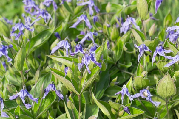 Niebieski Clematis Integrifolia Ogrodzie — Zdjęcie stockowe