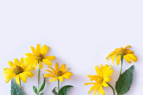 Yellow daisies on white background