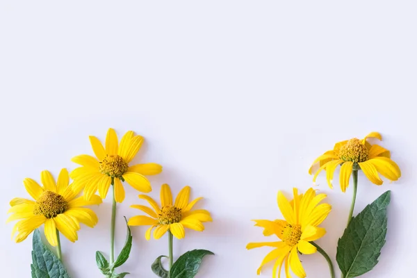 Žluté Sedmikrásky Bílém Pozadí Stock Snímky