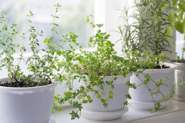 Pencere pervazında otlu saksılar