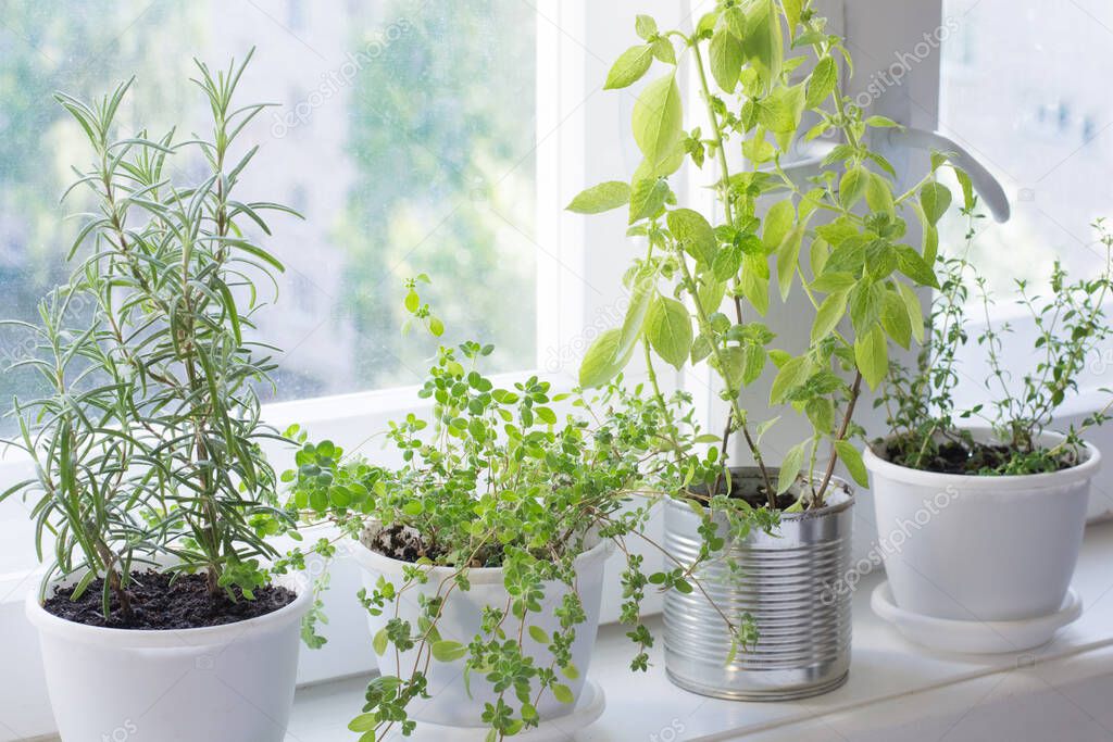 Aromatic herbs in kitchen garden