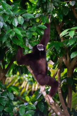 Açık havada bir orman ağaca tutunan ormandaki bir Gibbon