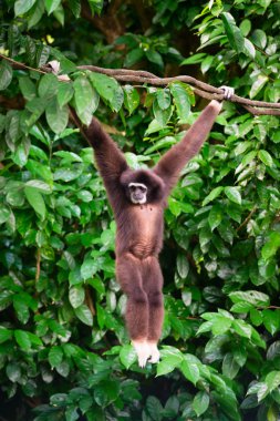 Ormanda bir ağaca asılı ormandaki bir jibon