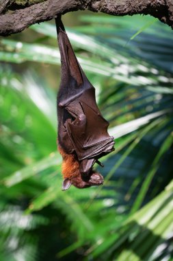 Uçan tilki baş aşağı asılı uyku