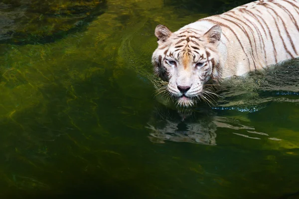 Stark schöner ruhiger weißer Tiger im Wasser — Stockfoto