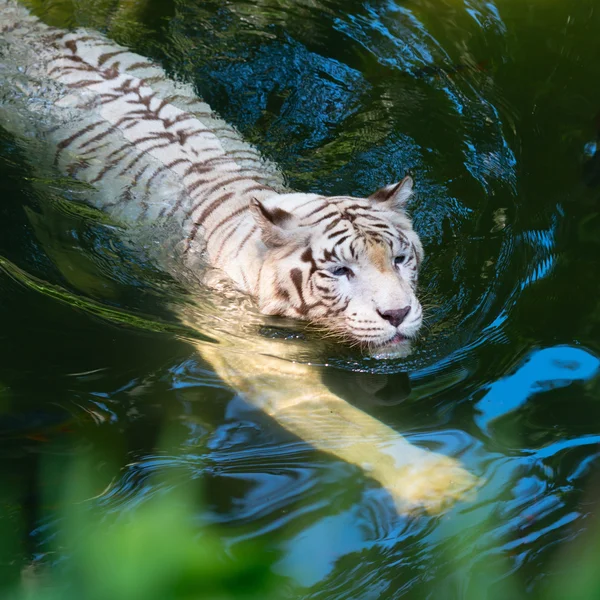 Witte tijger zwemmen in helder water — Stockfoto