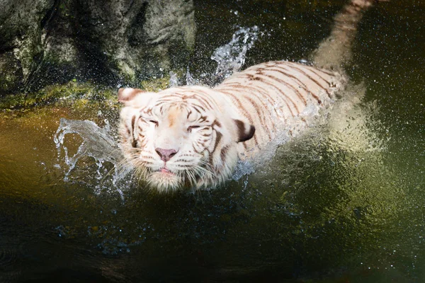 Speels wit tijger spetteren in het heldere water — Stockfoto