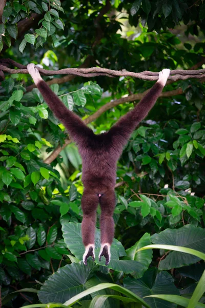 En gibbon från tillbaka i skogen hängande från ett träd i JUEN — Stockfoto