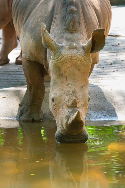Rinoceronte con cuernos bebiendo del pozo de agua fangosa — Foto de Stock