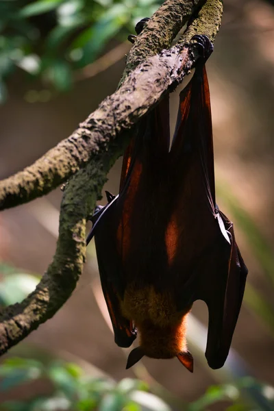 Sova flygande fox hängande upp och ner från baksidan — Stockfoto