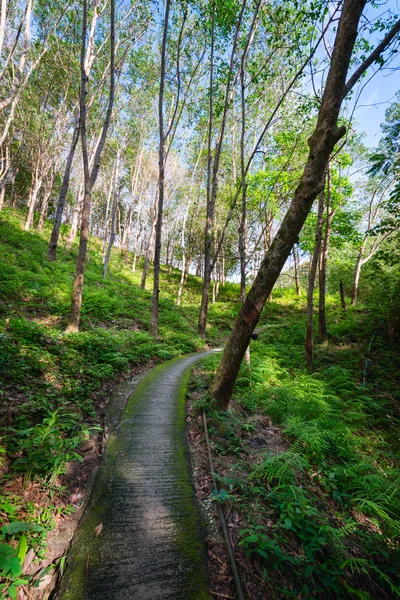 Mossy caminho concreto através do lado do país — Fotografia de Stock