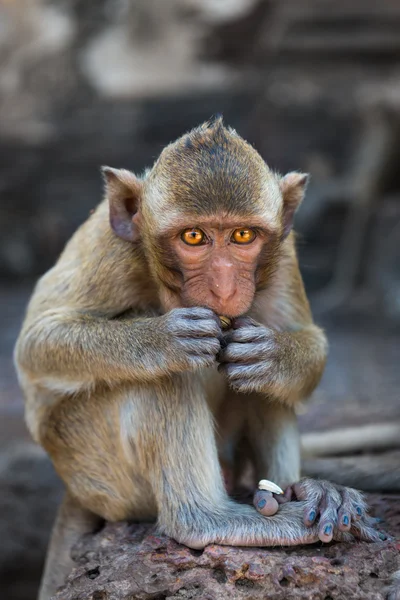 Kleine schattige aap vergadering en eten — Stockfoto