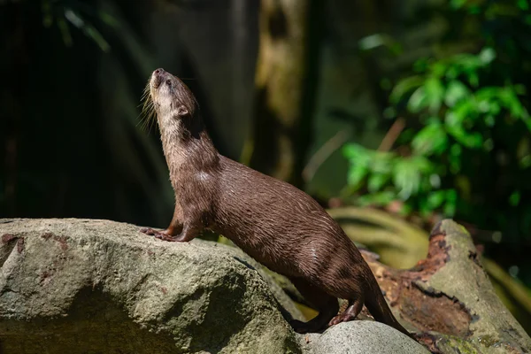 Otter curioso y lindo en las rocas en el sol Imágenes de stock libres de derechos