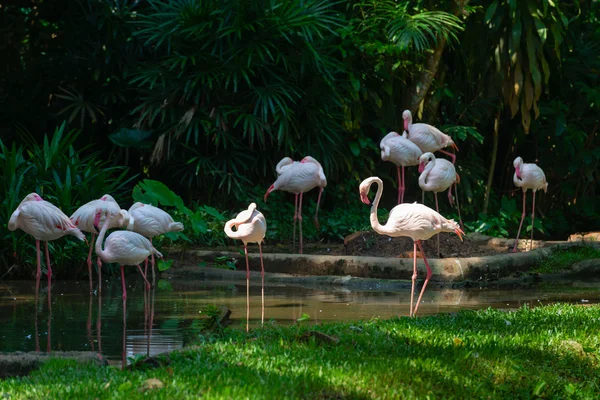 Gracefull branco flamingos de pernas longas em um rio exuberante selva . Imagens Royalty-Free