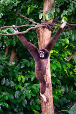 Gibbon ağaç dalları kilitleniyor