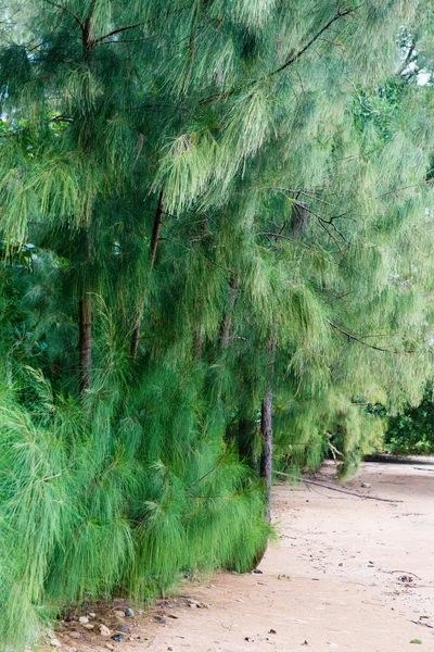 Forêt de pins dans le sable — Photo