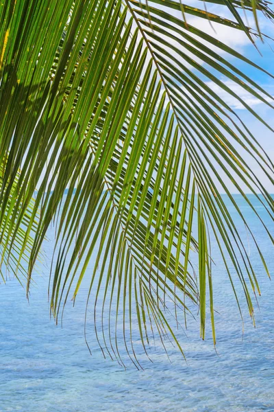 Feuille de palmier tropicale face à une mer tranquille — Photo