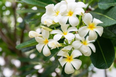 Plumeria ağaç beyaz ve sarı çiçek