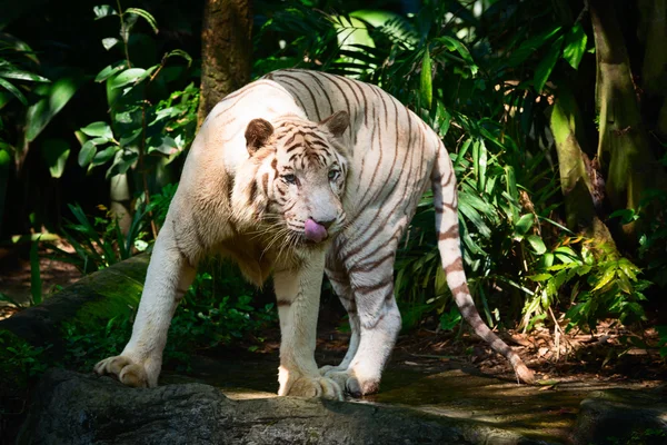 Tigre blanco en su recinto de hábitat — Foto de Stock