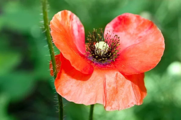 Primer plano de una hermosa Amapola roja en un jardín — Foto de Stock