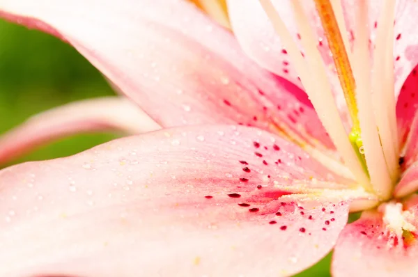 Tiro de macro de um lírio recém regado — Fotografia de Stock