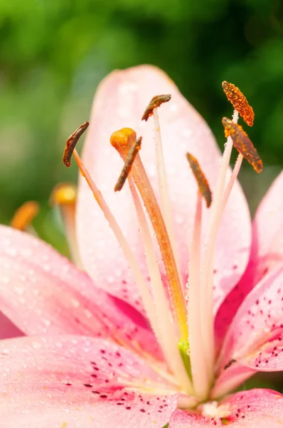 Tiro de macro de un lirio húmedo pétalos y estambres — Foto de Stock