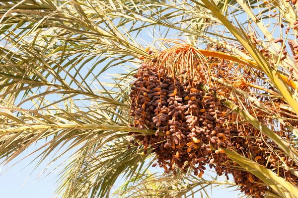 Denso grappolo di frutta della data su un albero di Palma — Foto Stock