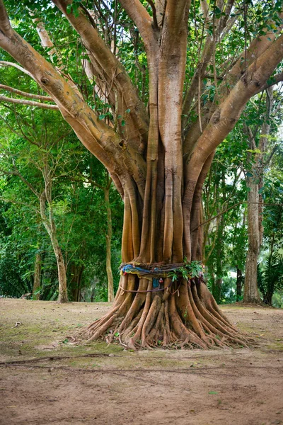 Sacred, Ordained Tree in Southeast Asia — Stock Photo, Image