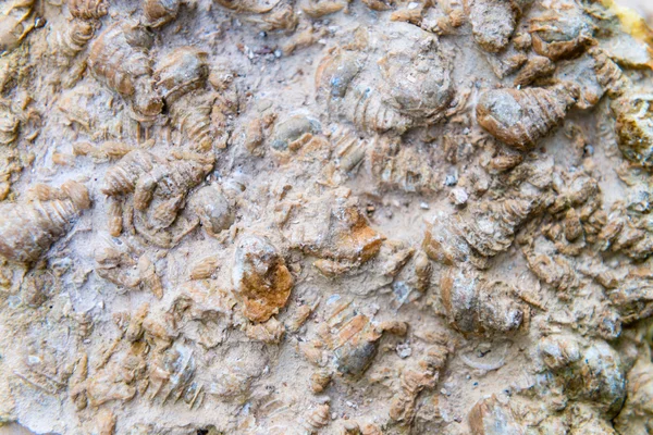 Conchas marinas fosilizadas incrustadas en roca Imagen de stock