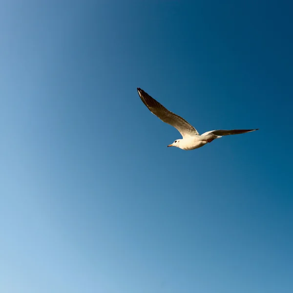 White seagull fly in the blue sky — Stock Photo, Image