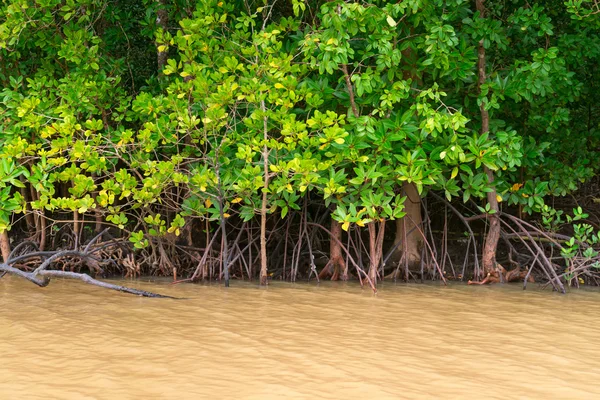 Mangrove träd i gula flodvatten — Stockfoto