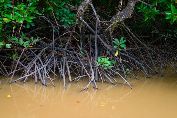 Mangrove fák, víz, apálykor — Stock Fotó