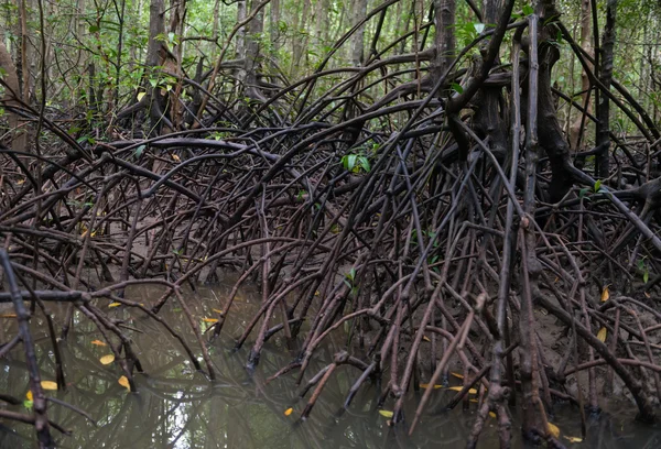 Mangroves in dark water at low tide — Stock Photo, Image