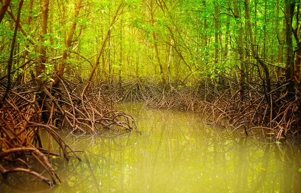 Mangrovie in acque scure con bassa marea — Foto Stock