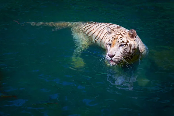 Tigre blanco — Foto de Stock