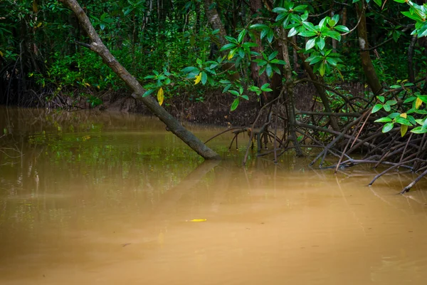 Mangroves trees in water at low tide Stock Photo