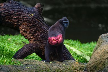 Tepeli kara şebek (Macaca nigra) 