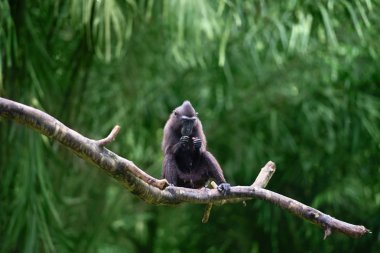 Tepeli kara şebek (Macaca nigra) 