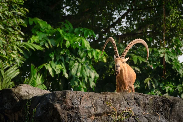 One male goat animal with big horns — Stock Photo, Image