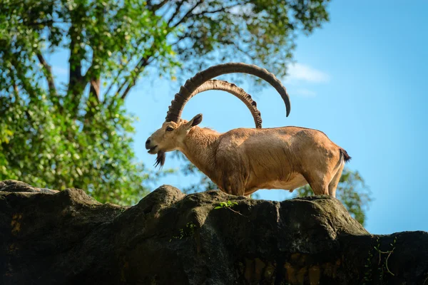 One male goat animal with big horns — Stock Photo, Image