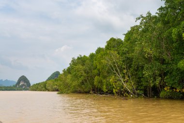 Mangrov tropikal Nehri Deltası'nda