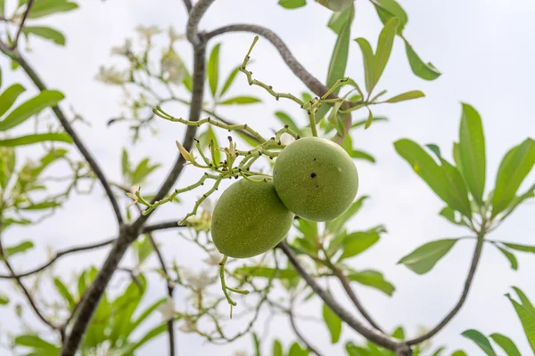 Cerbera manghas tropikalne wiecznie zielone drzewo trujące — Zdjęcie stockowe