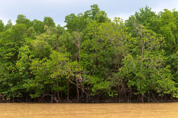 Mangrove i deltat av floden tropiska — Stockfoto