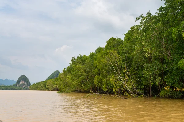 Mangroves in the delta of the tropical river — Stock Photo, Image