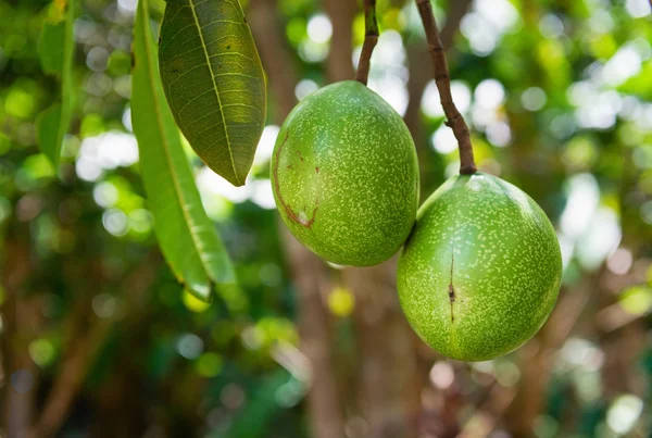 Cerbera manghas tropical evergreen poisonous tree fruits — Stock Photo, Image